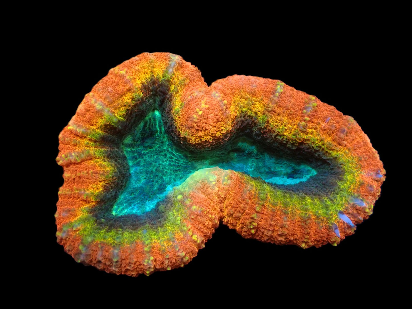 Lobophyllia sp. (Rainbow) M