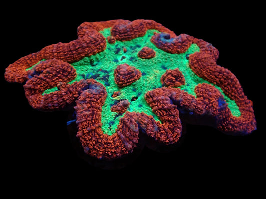 Lobophyllia sp. (Rot) (Premium)