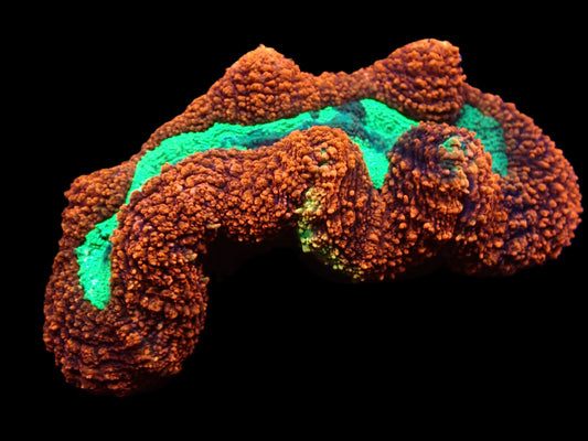 Lobophyllia sp. (Splitcolor) (Premium) (XXL)