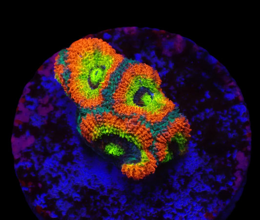 Micromussa amakusensis (Holy Grail)