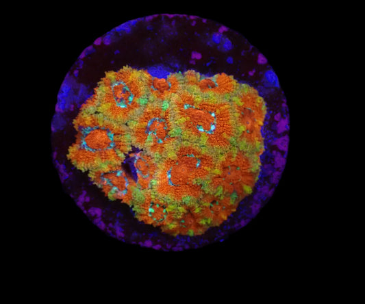 Micromussa amakusensis (Super Red)
