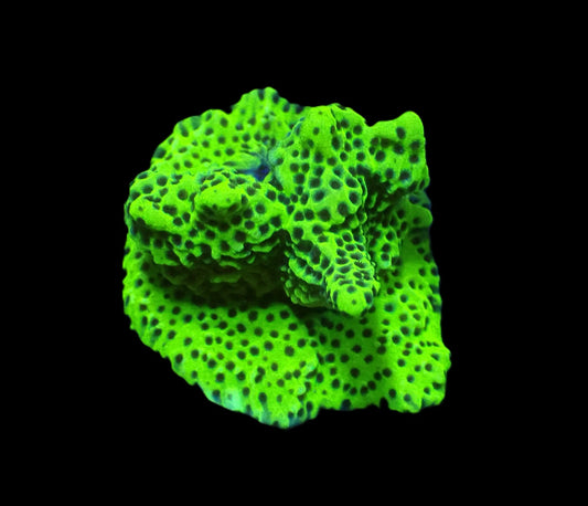 Montipora confusa Nachzucht