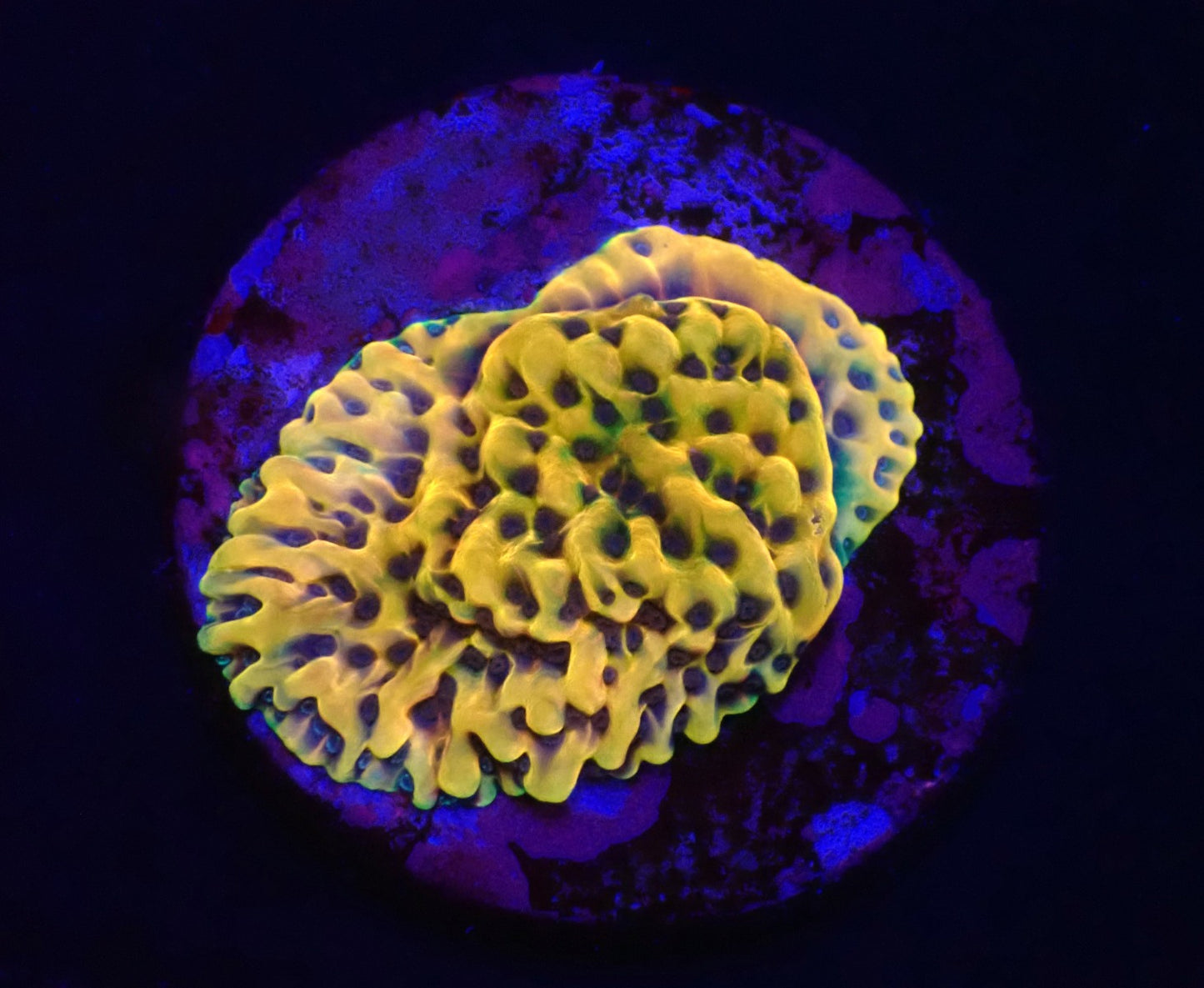 Montipora danae (Crazy T)