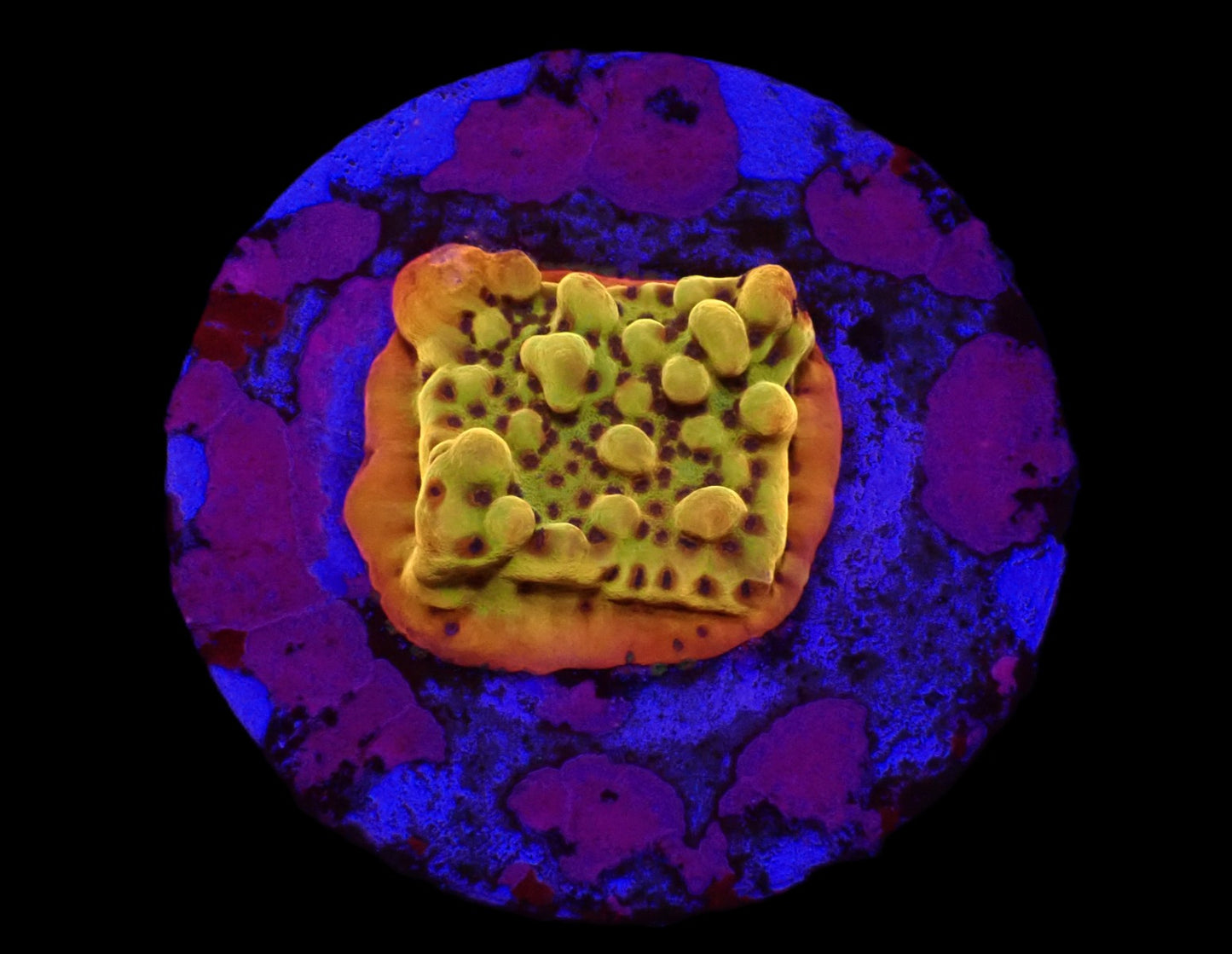 Montipora danae (Flaming Phoenix)