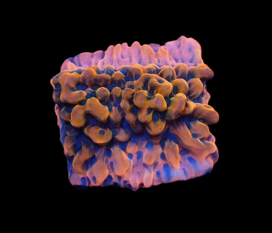 Montipora danae (JF Altered Ego)