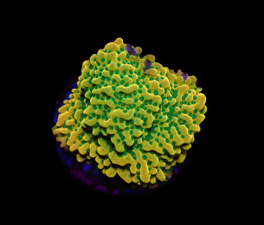 Montipora danae (JF Beach Bum)