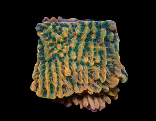 Montipora danae (JF Brain Freeze)