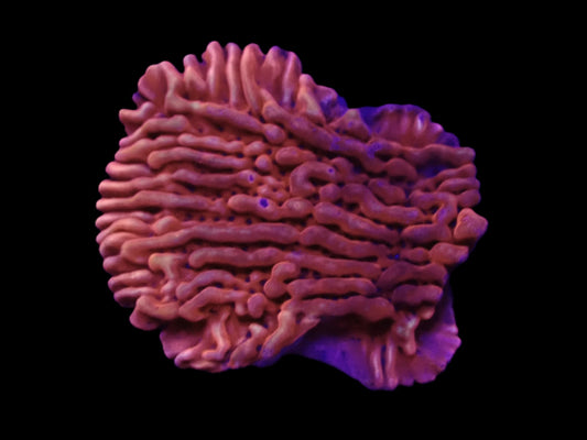 Montipora danae (JF Mean Streak)
