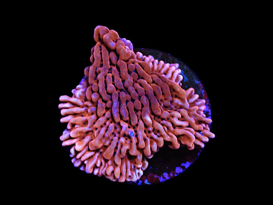 Montipora danae (JF Mean Streak)