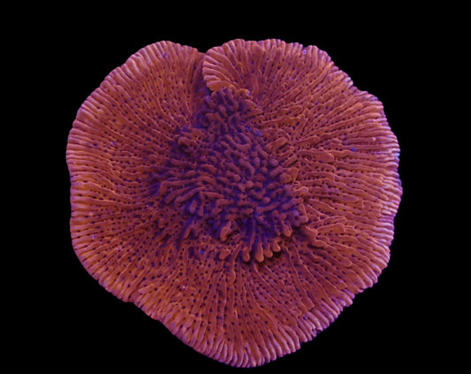 Montipora danae (JF Mean Streak) (L)
