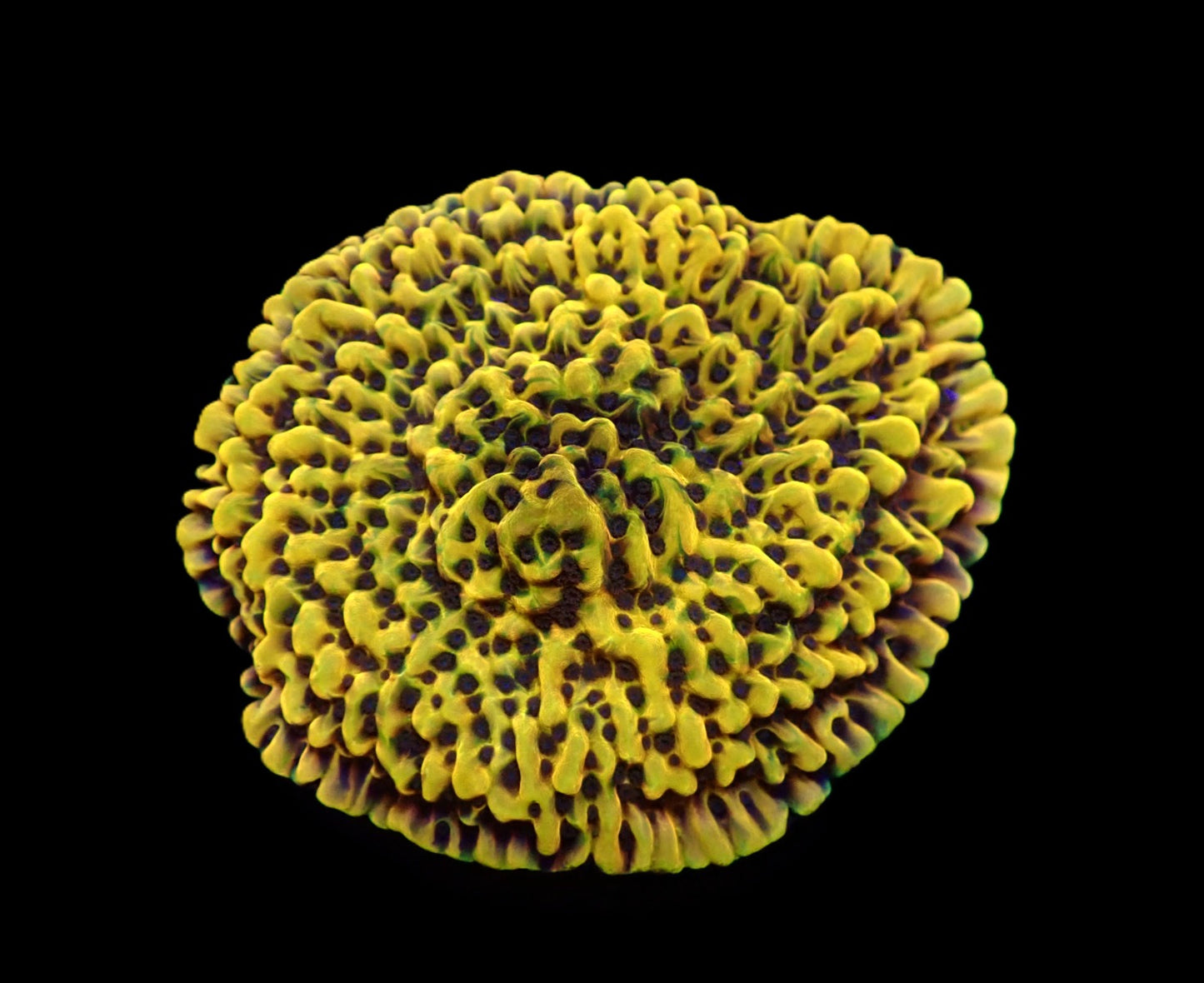 Montipora danae (Ultra)