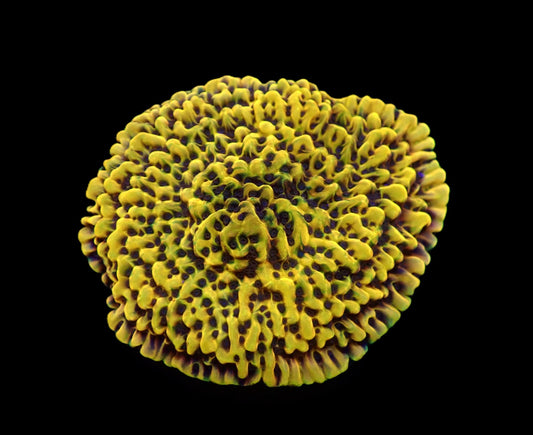Montipora danae (Ultra)