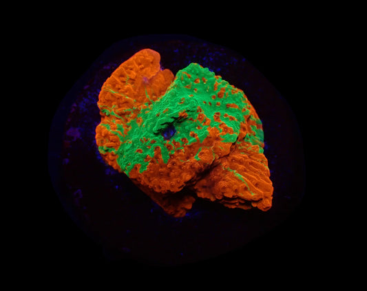 Montipora foliosa (Grafted)
