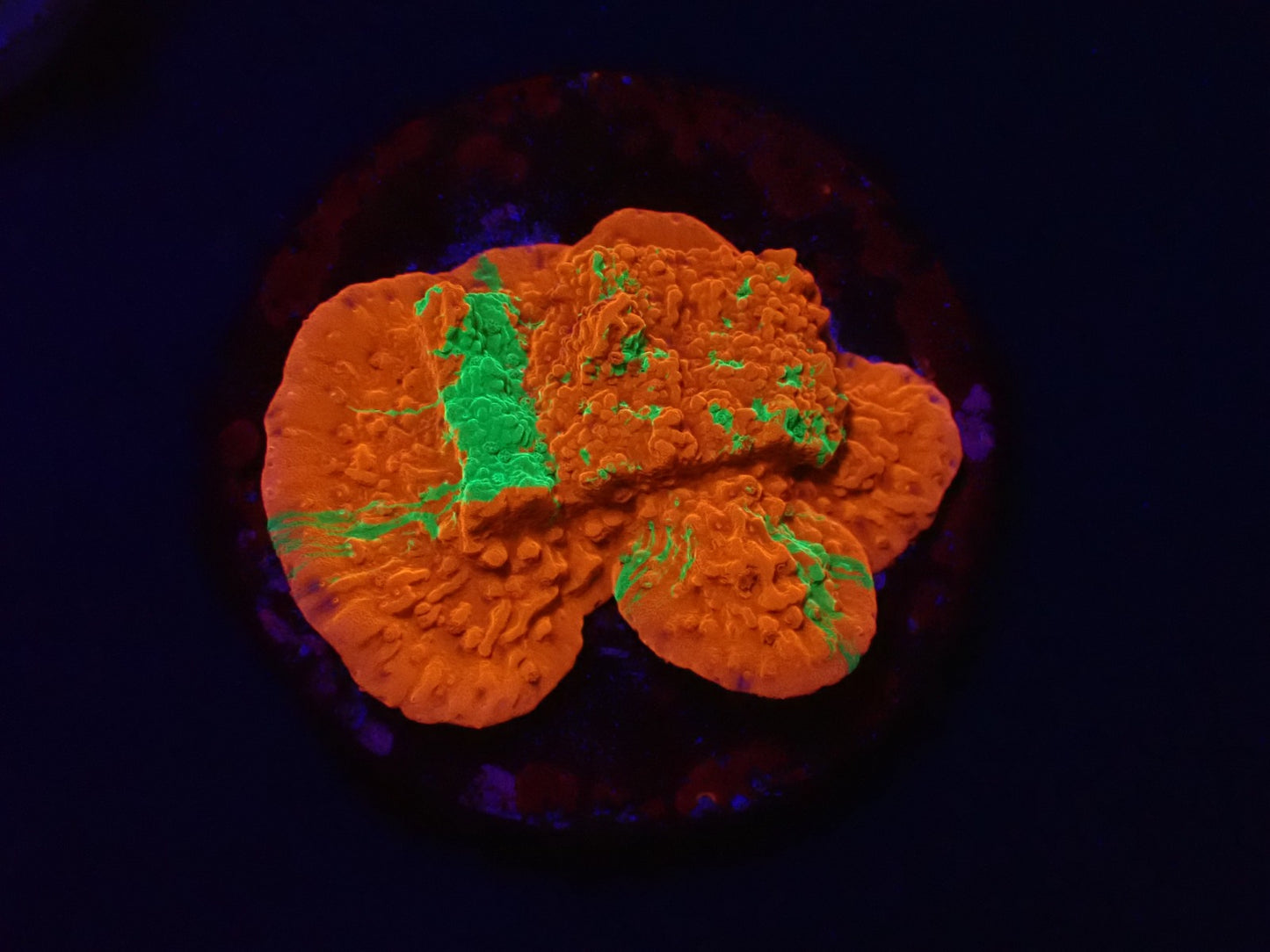 Montipora foliosa (Grafted)