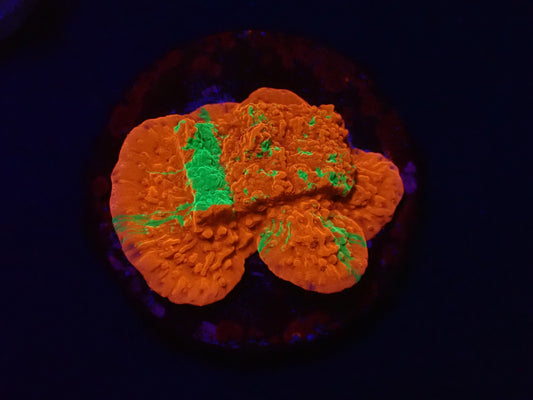 Montipora foliosa (Grafted)