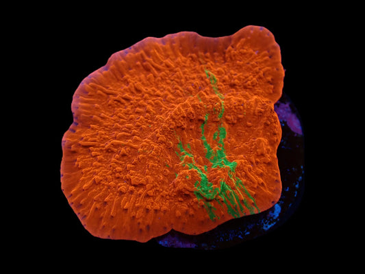 Montipora foliosa (Grafted)