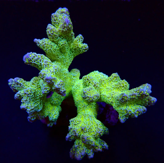 Montipora malampaya