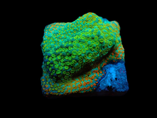 Montipora sp. (Fruity Pebbles)