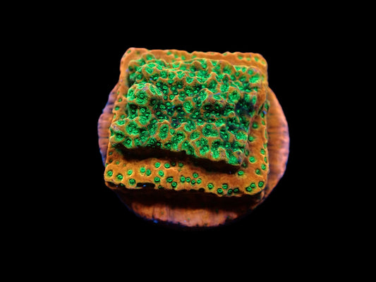 Montipora sp. (Phoenix Evolution)