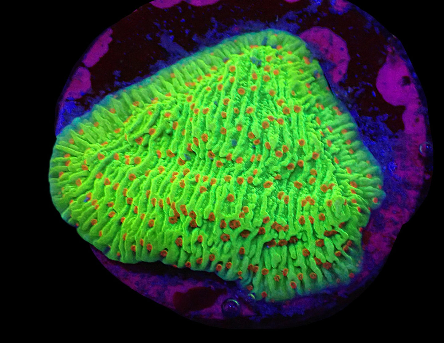 Montipora sp. (Raspberry Lemonade)