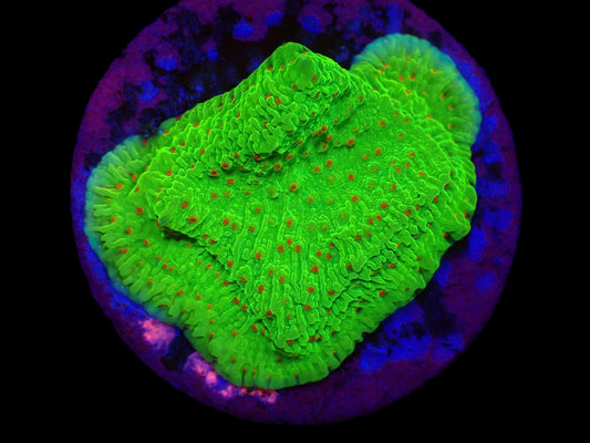 Montipora sp, (Raspberry Lemonade)