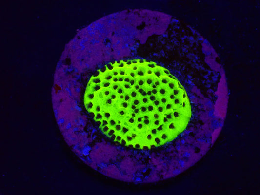 Montipora sp. (Snake Venom)