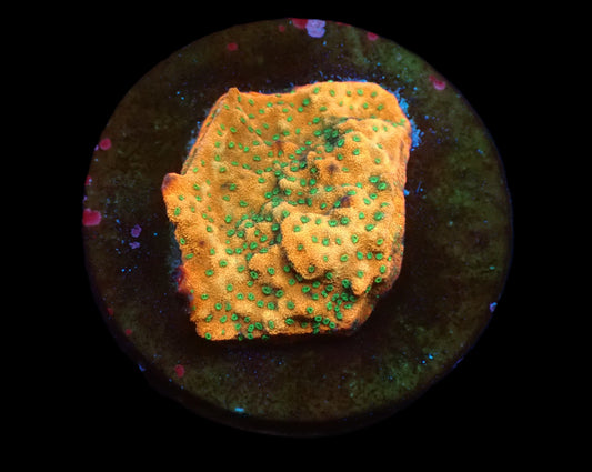 Montipora sp. (Special Colored) (Tonga)