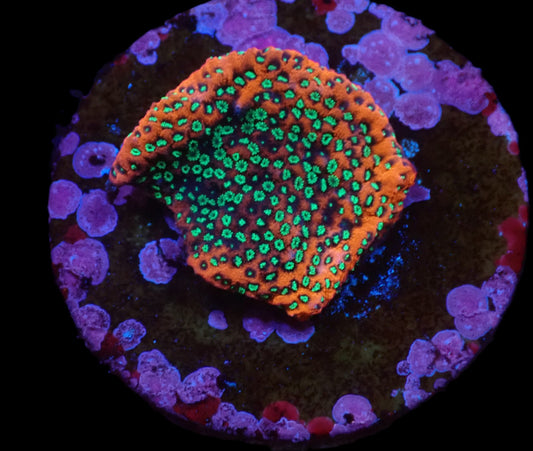 Montipora sp. (Sunset)