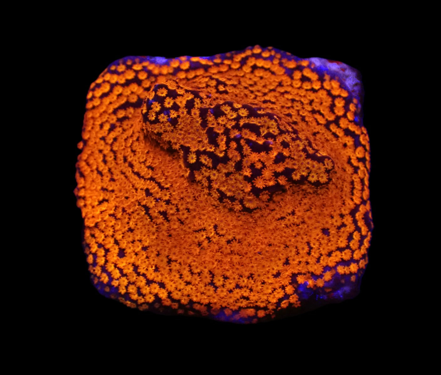 Montipora sp. (Superman)