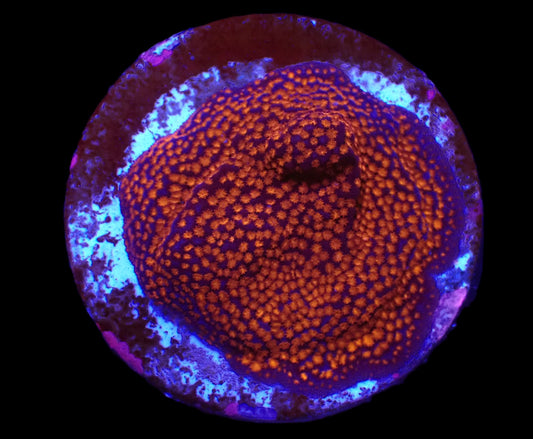 Montipora sp. (Superman)