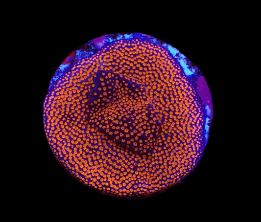 Montipora sp. (Superman)