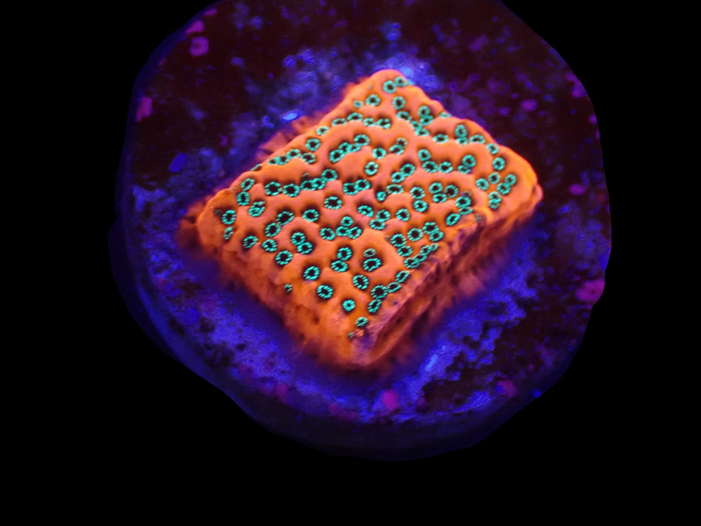 Montipora sp. (WWC Dragon Fruit)