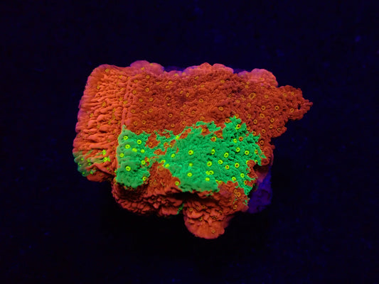 Montipora sp. (WWC Sunfire Grafted)