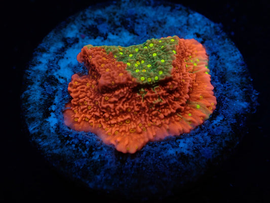 Montipora sp. (WWC Sunfire Grafted)