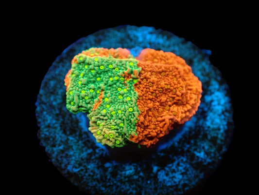 Montipora sp. (WWC Sunfire Grafted)
