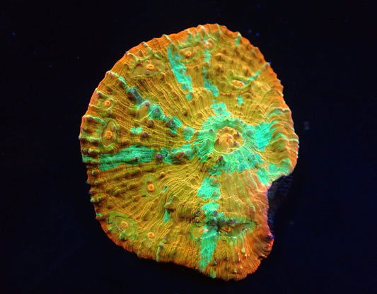 Oxypora sp. (Gold) (M)