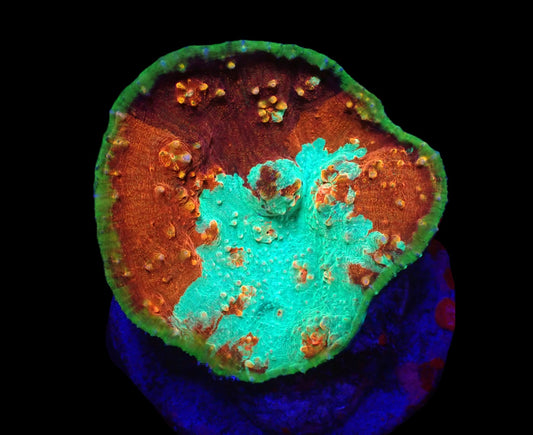 Oxypora sp. (Multicolor) (M-L)