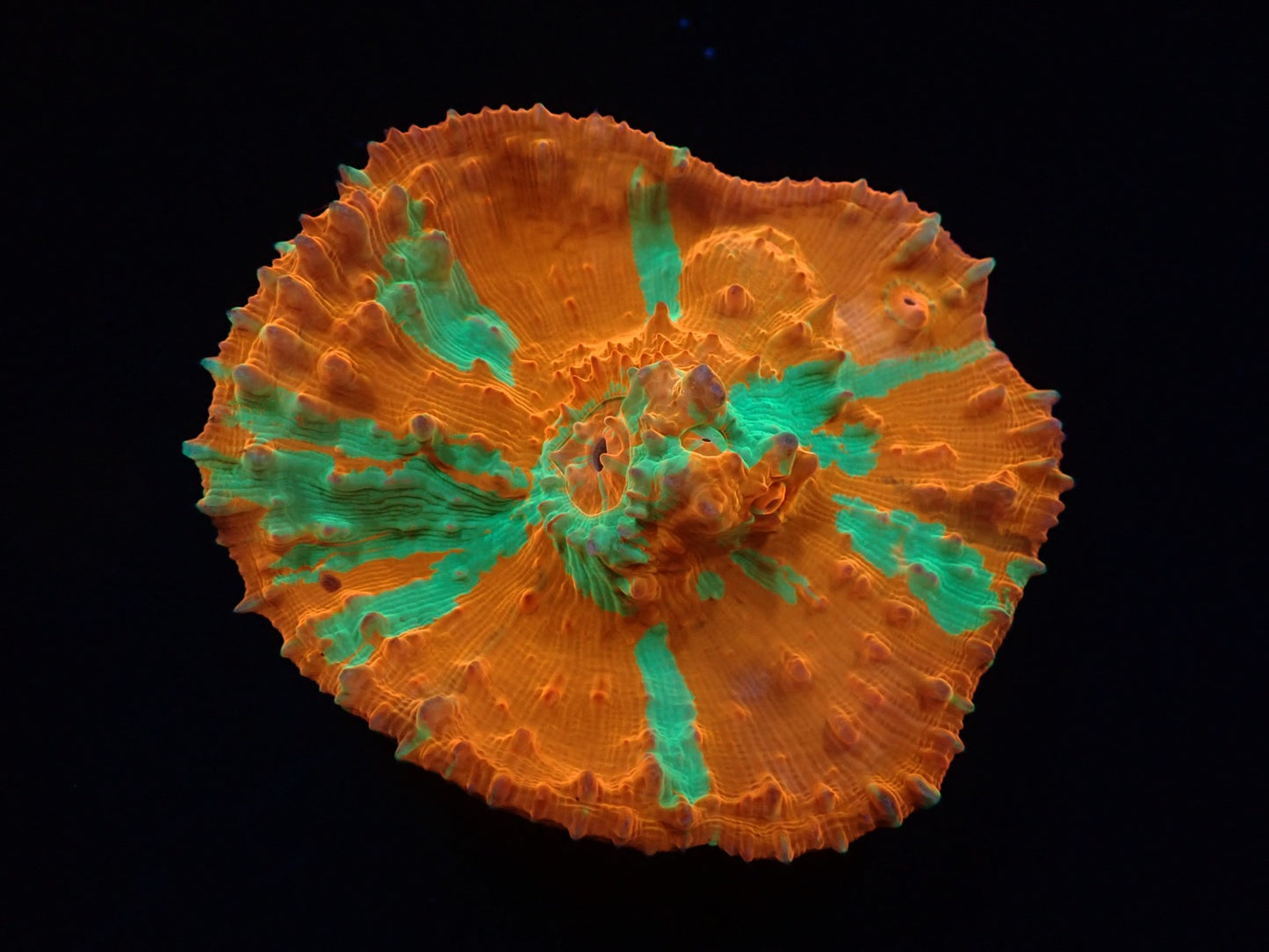 Oxypora sp. (Ultra) M