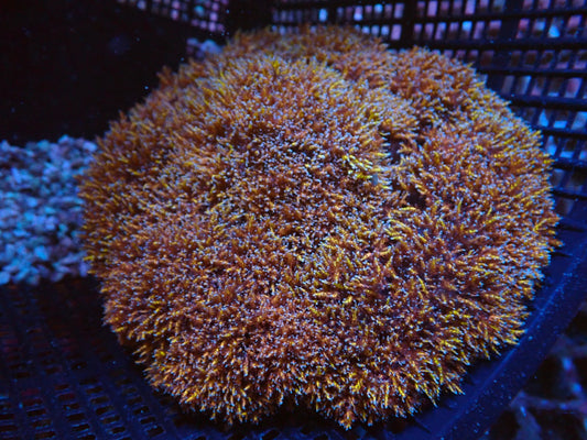 Phyllodiscus semoni (Gold-Blau)