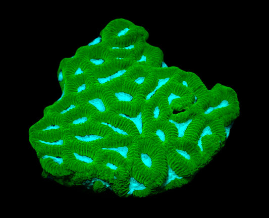 Platygyra sp. (Premium)