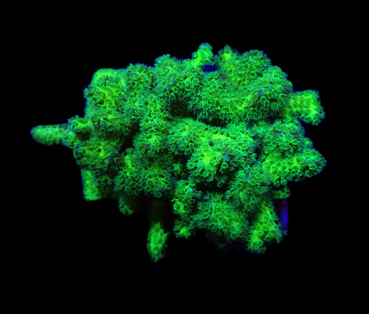 Pocillopora damicornis Gelb Grün