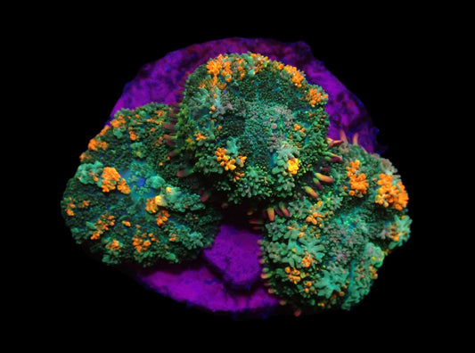 Rhodactis bryoides Bunt