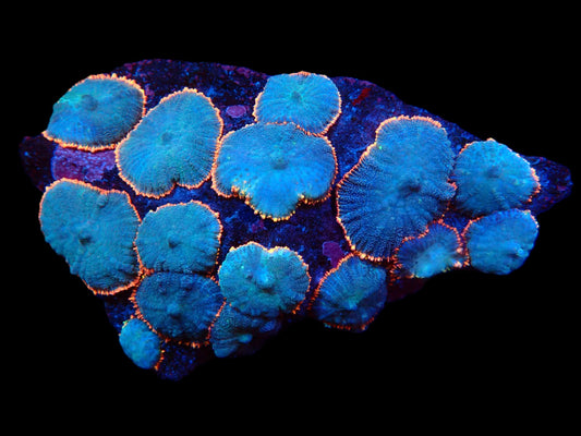 Rhodactis inchoata (Orange Blau) (XL)
