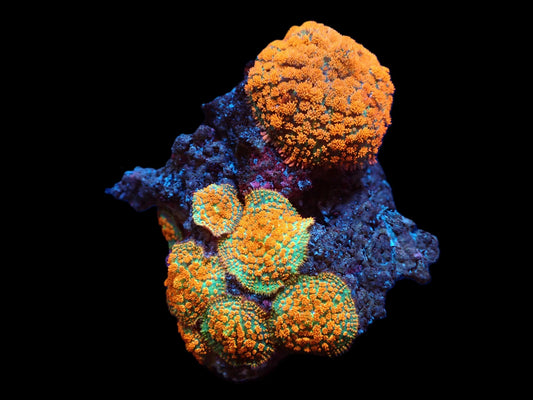 Rhodactis sp. (Orange Ultra)