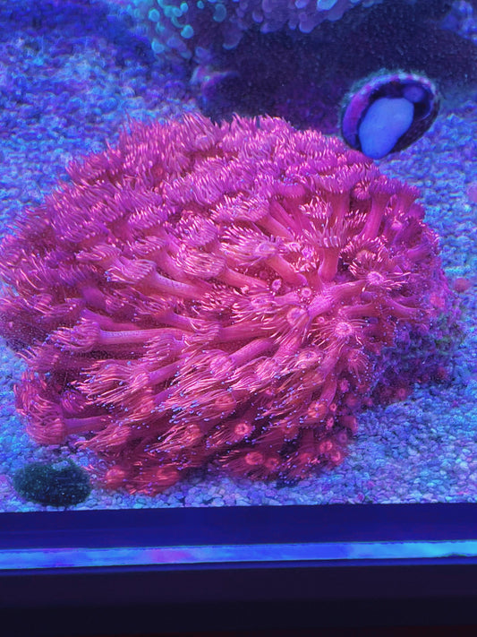 Goniopora Rot Ultra mit blauen Tips