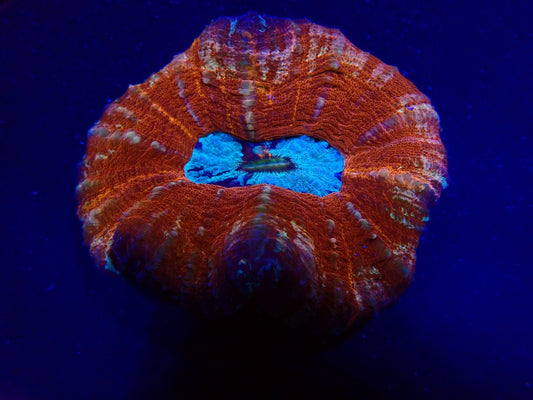 Scolymia australis (Bordeaux) (Blauer Mund)