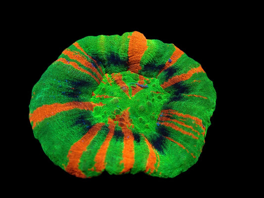 Scolymia australis (Master Grade)