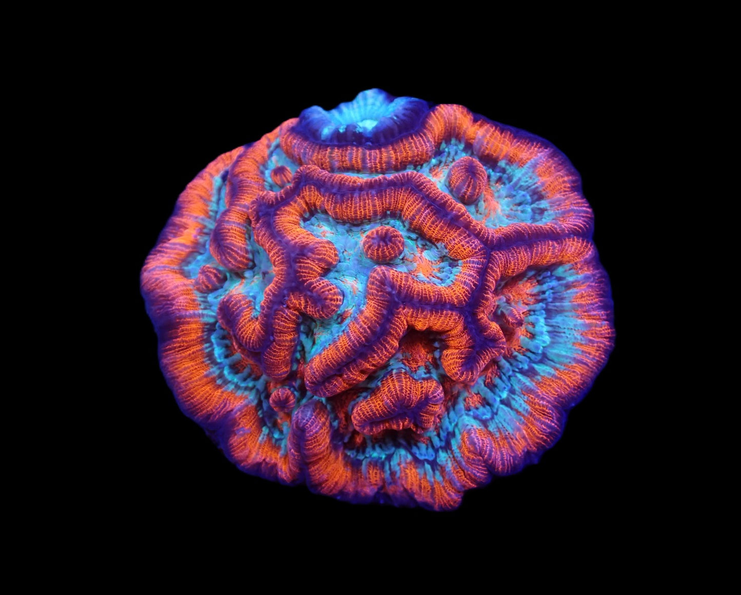 Symphyllia (Australophyllia) wilsoni (Rainbow) (XL)