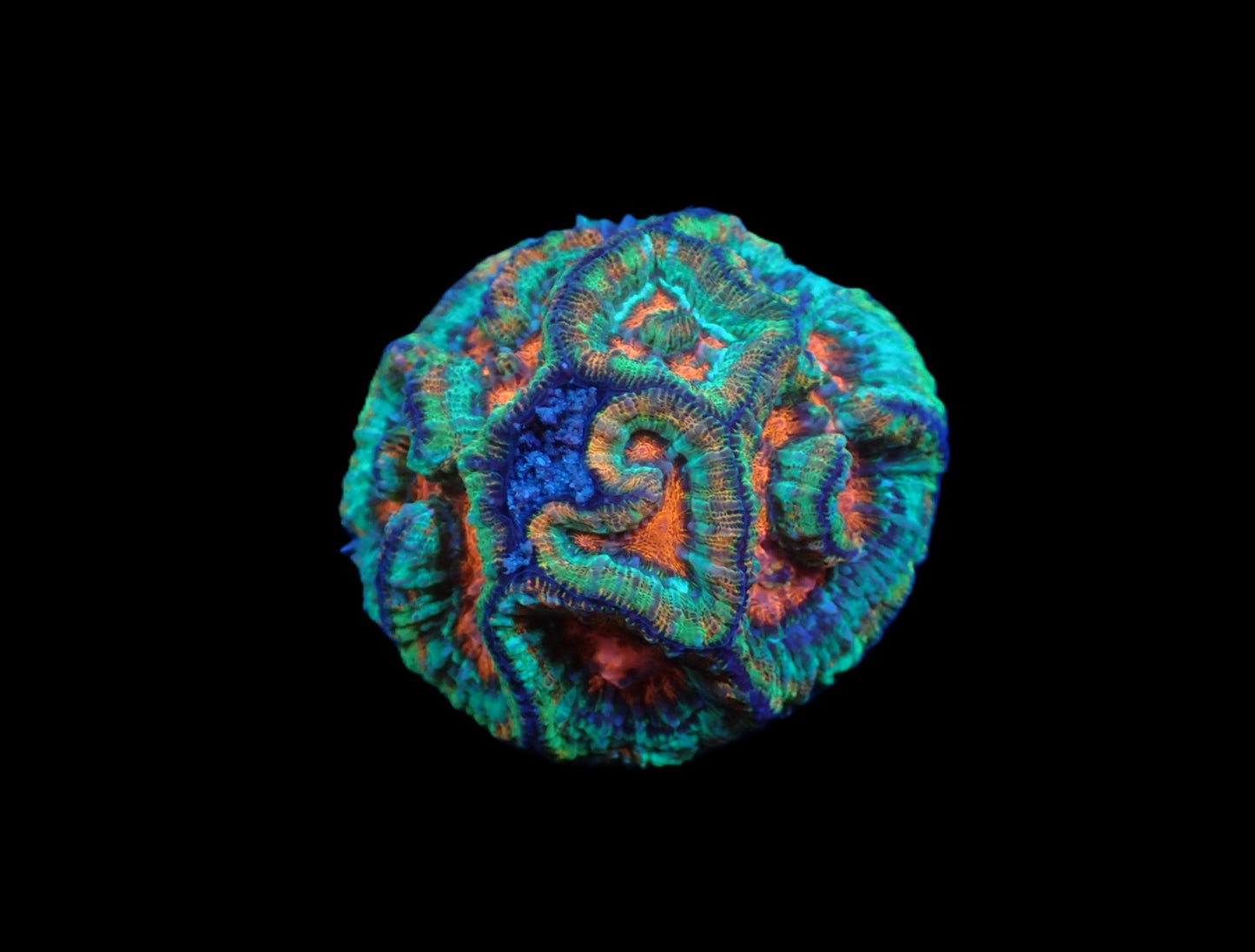 Symphyllia (Australophyllia) wilsoni (Rainbow) M