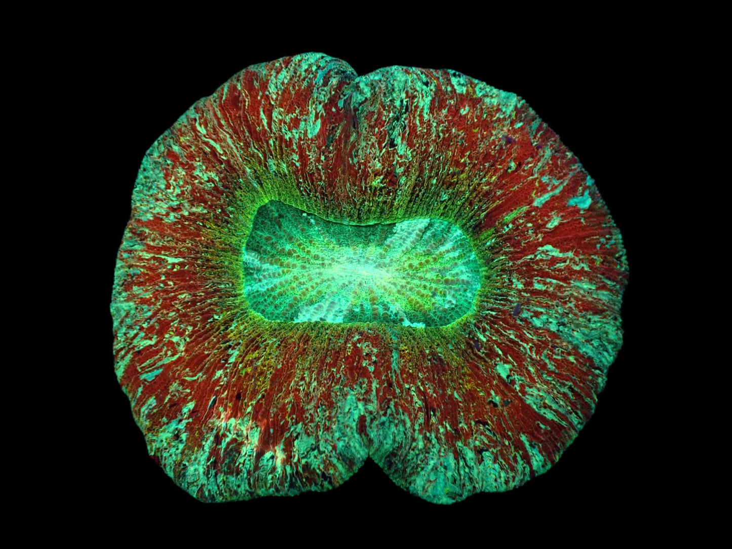 Trachyphyllia geoffroyi (Premium) L